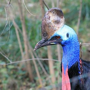 Southern Cassowary