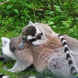 Ring-tailed lemur