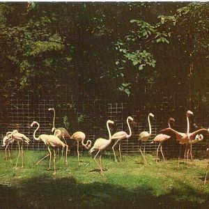 Catskill Game Farm Postcard