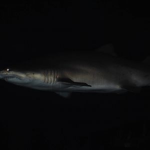 sand tiger shark