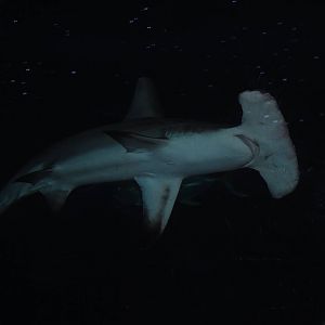 hammerhead shark