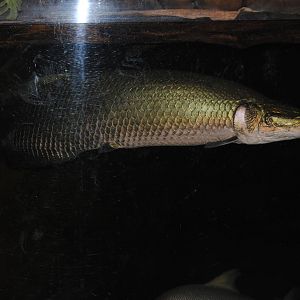 arapaima
