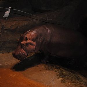 hippopotamus
