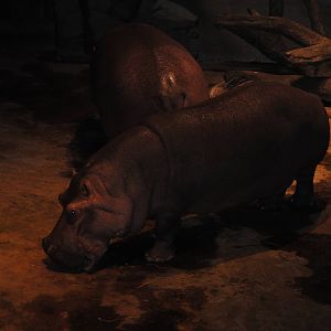 hippopotamus