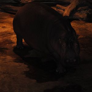 hippopotamus