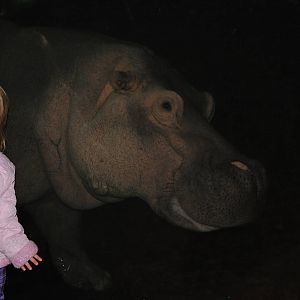 hippopotamus