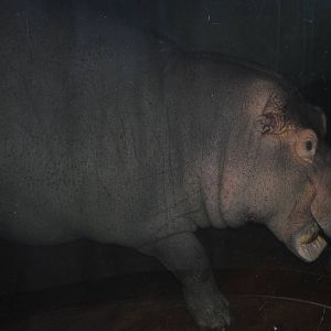 hippopotamus