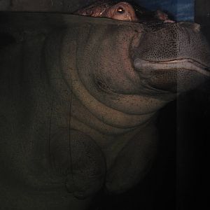hippopotamus