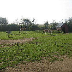 Munkholm Zoo - rhea and llama exhibit