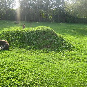 Munkholm Zoo - Bennett's wallaby exhibit