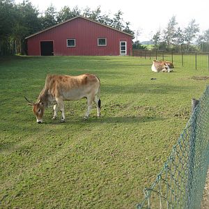 Munkholm Zoo - zebu exhibit