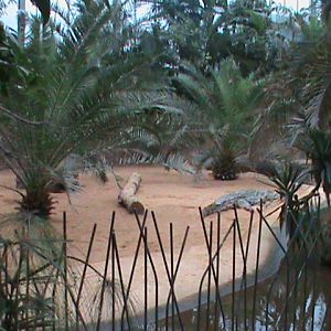 nile crocodile enclosure 041211
