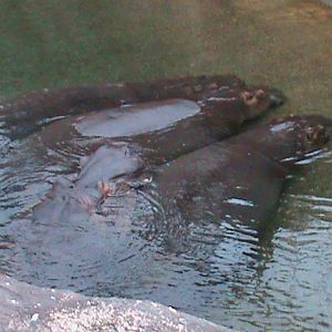 hippos 041211