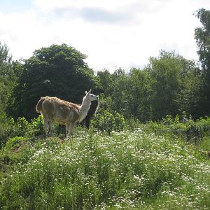 Guldborgsund Zoo - llamas
