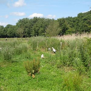 Guldborgsund Zoo - white stork exhibit