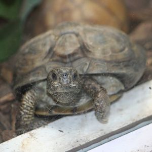Coahuilan box turtle?