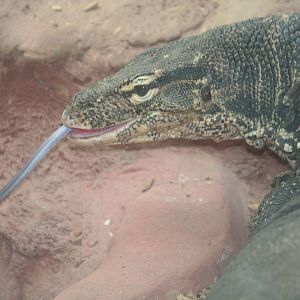 Malayan water monitor?