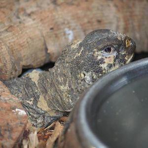 North African mastigure or Egyptian spiny-tailed lizard