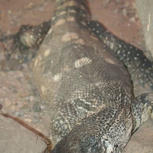 White-throated monitor