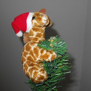 The very rare tree-climbing North American Santa Giraffe (Giraffa noelensis