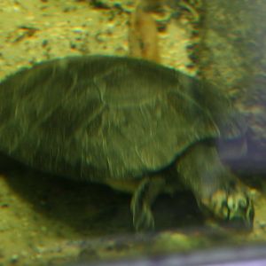 Arrau river turtle?