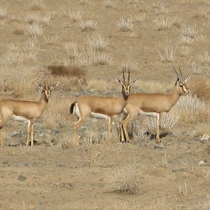 indian gazelle (chinkara)