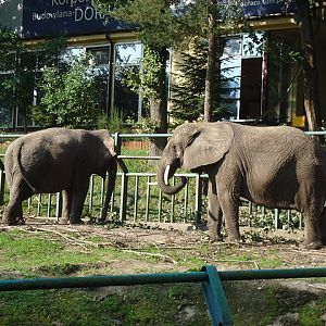 African Bush Elephant and Asian elephant