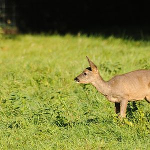 European roe deer