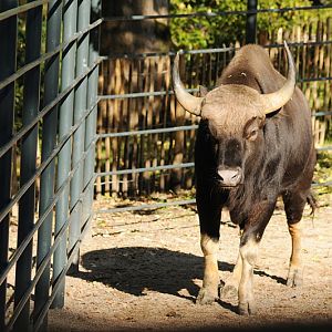 Indian gaur
