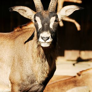 Roan antelope