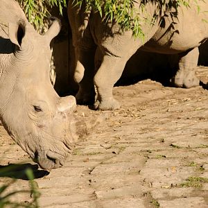 Southern black rhino