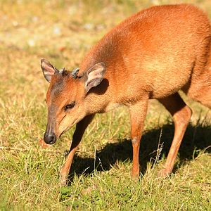 Red duiker