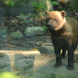 Bush dog