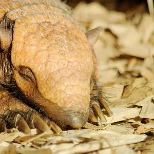 Six-banded armadillo