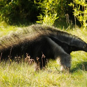 Giant anteater