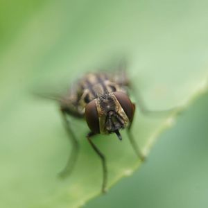 Unknown Fly Species