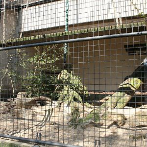 Serval enclosure