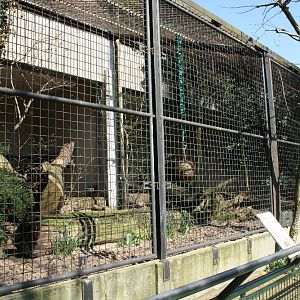 amur_leopard_enclosure