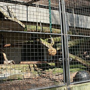 amur_leopard_enclosure2