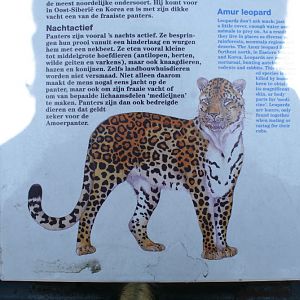 amur_leopard