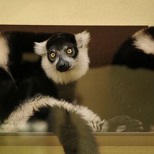 White-belted black-and-white ruffed lemur