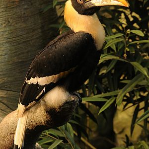 Great Indian hornbill
