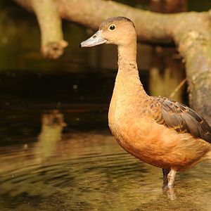 Fulvous whistling duck