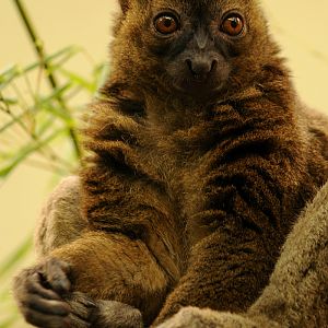 Greater bamboo lemur