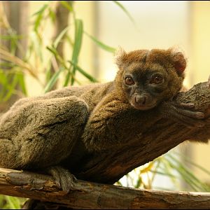 Greater bamboo lemur