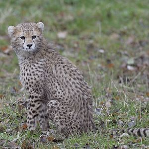 Cheetah cub