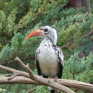 Red billed hornbill