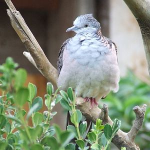 Turtle dove