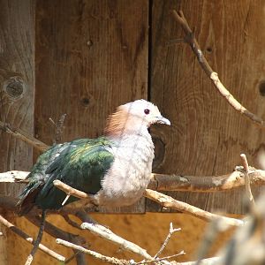Red-green imperial pigeon