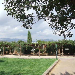Pigeons and pheasants aviaries